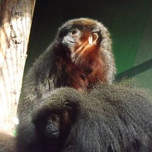 Red Titi's at Blackpool Zoo 25/03/12