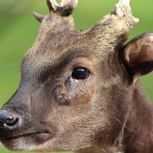 Philippine Spotted Deer, Buck