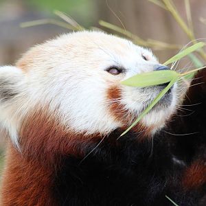 Red Panda