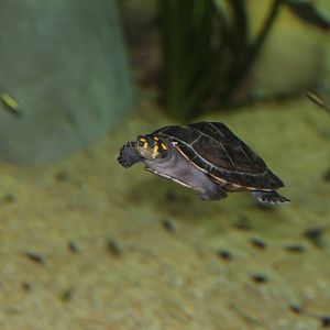 Yellow Spotted Amazon River Turtle