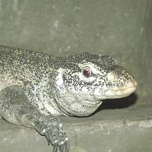 Nile Monitor Lizard at Blackpool Zoo 25/03/12