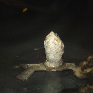 West African Mud Turtle at Blackpool Zoo 25/03/12