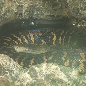Jamaican Boa at Blackpool Zoo 25/03/12