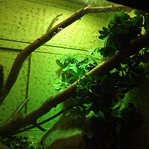 Skink spotting at Blackpool Zoo 25/03/12