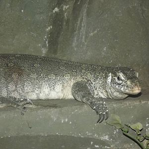 Nile Monitor Lizard at Blackpool Zoo 25/03/12