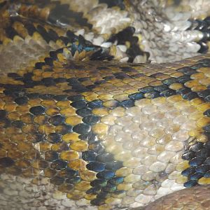 Reticulated Python sheen at Blackpool Zoo 25/03/12