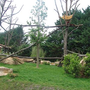 New chinese area - Red pandas und muntjac exhibit