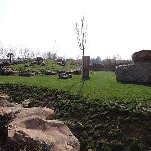 New chinese area - Mishmi Takin exhibit