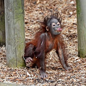 Young Orangutan Sprout
