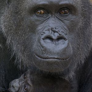 Lowland gorillas, Salome and Kukena