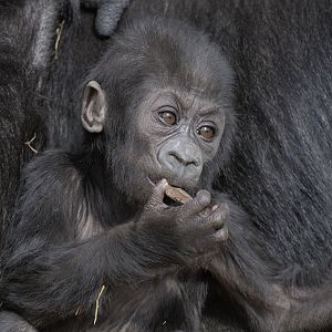 Lowland gorilla, Kukena