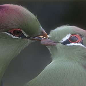 Fischers tauraco pair