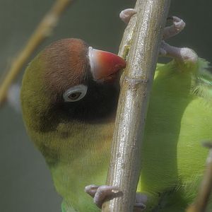 Black-cheeked lovebird