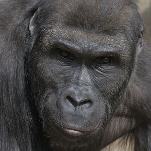 Lowland gorilla, Namoki