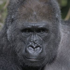 Lowland gorilla, Salome