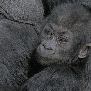 Lowland gorilla, Kukena