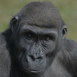 Lowland gorilla, Komale