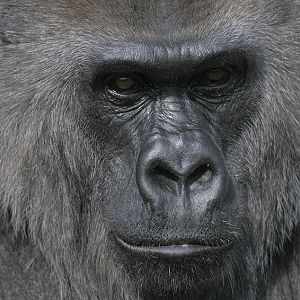 Lowland gorilla, Romina