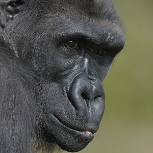 Lowland gorilla, Kera