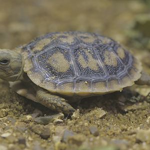 Pancake tortoise