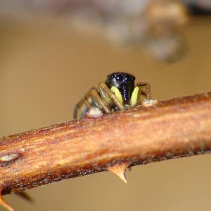 Heliophanus cf. cupreus