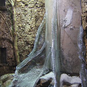 View of the refurb of the Rhinoceros Ratsnake exhibit