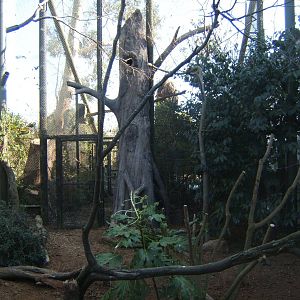 View of refurbed Hyacinth Macaw Aviary