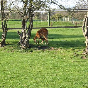 Baby Sitatunga suckling