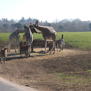 Eland,Giraffe and Grevys Zebra