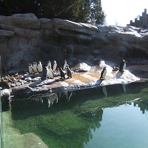 View of Penguin Cove