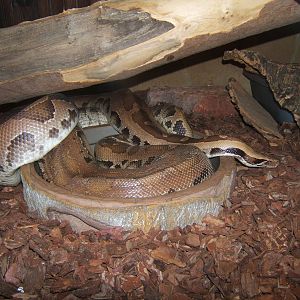 Borneo Short-tailed Python