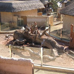 View of Meerkat complex