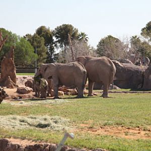 elephants in exhibit