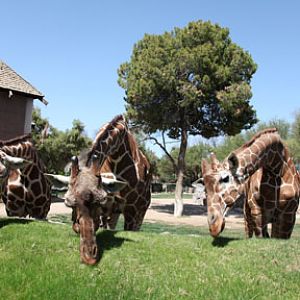 three giraffes