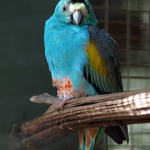 Golden-shouldered parrot