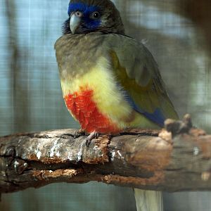 Red-vented Bluebonnet