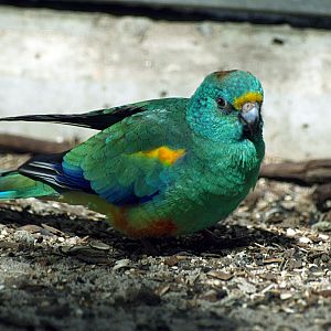 Mulga parrot (male)