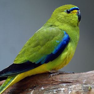 Elegant parrot