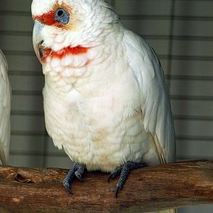 Eastern Longbilled corella