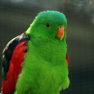 Red-winged parrot (Aprosmictus) male