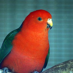 Austalian King parrot (male)