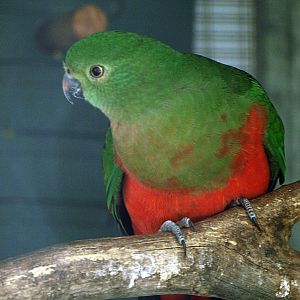 Australian King parrot (female)