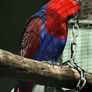 Eclectus (female)