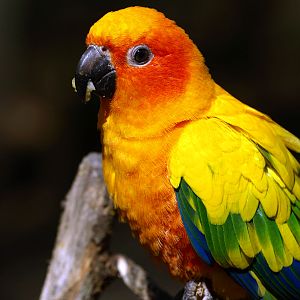 Sun conure (walk-through area)