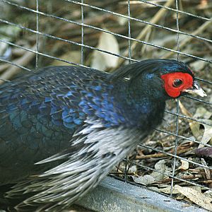 Kalij pheasant (Lophura hamiltoni)