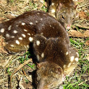 Spotted-tailed quoll