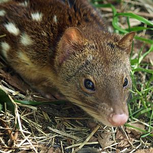 Spotted-tailed quoll