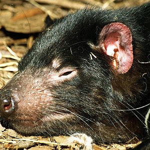Tasmanian devil