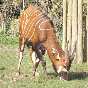 Eastern Bongo at Blackpool Zoo 25/03/12