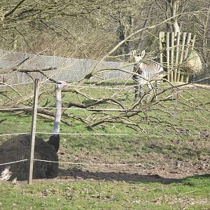 Zebra and Ostrich at Blackpool Zoo 25/03/12